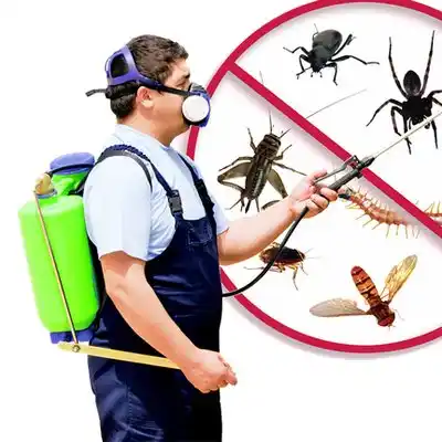 pest control Bellmawr